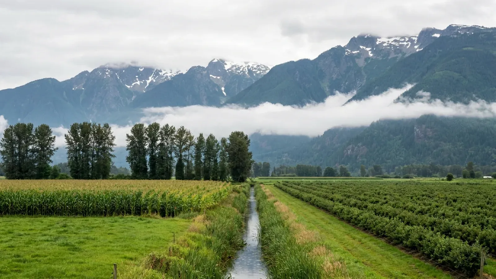 Flat Fraser Valley farmland of pasture and blueberry rows running to the foot of steep, snow-capped forested mountains.